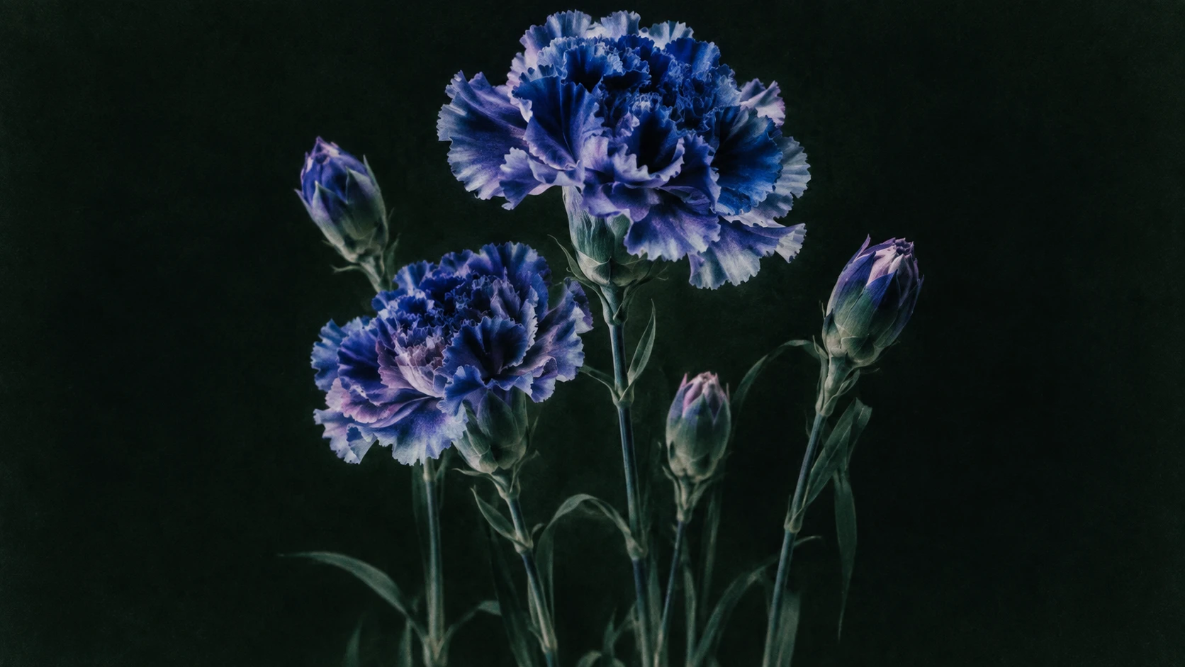 Botanical artwork from Darwin’s motion library
